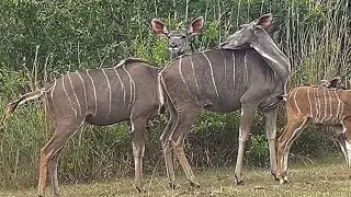 African wildlife shorts compilation 2024