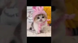 cute kitten 😻💕
