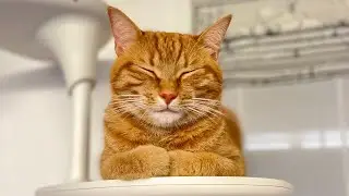 I can now talk to cats.