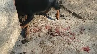 щенок Ягдтерьера ест зайца