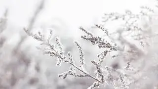 howling winter sound effect 5 mins