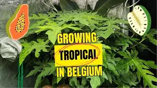 Tropical Plant Tour in Cold Weather | Growing from Seed in Belgium