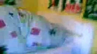 tatu boludeando 1