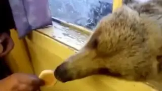 Обычный день в России. Утренняя кормежка медведя )))