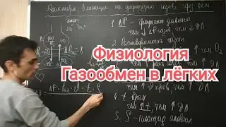 Physiology of respiration. Gas exchange in the lungs. Alveolar-capillary membrane.