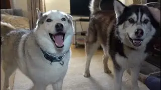Nook and Sherpa ... enjoying being silly ..