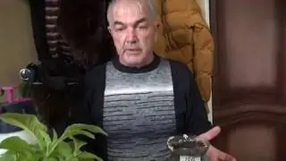 26. Альтернатива. Посадка семян табака. Другой способ.