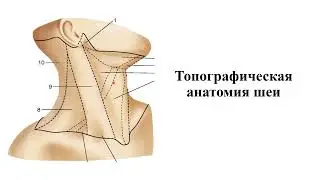 ТОПОГРАФИЧЕСКАЯ АНАТОМИИ ОБЛАСТИ ШЕИ