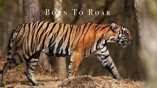 Born To Roar | Tiger cub 4K | #tiger #tigercub #jungle #nikon #jungle