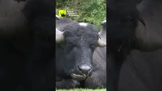 Construcción ESTABLOS Parte 2