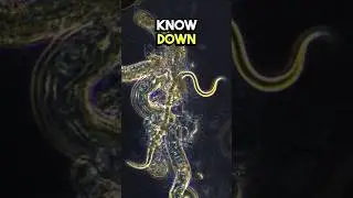 Parasite Gives Birth Under Microscope 🤯 #science #microscope #microscopy