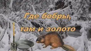 Где бобры, там и золото