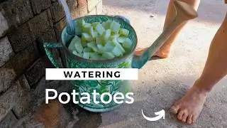 Fall garden planting potatoes | Barefoot Homestead chores