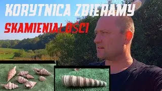 Korytnica Zbieramy Skamieniałości