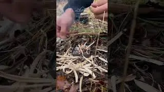 Добывание огня в сыром лесу