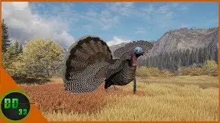 Turkey's are Coming in 2020! Call Of The Wild