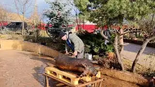 IGNATUL PORCULUI ÎN 2021🐖 TRADIȚIA CONTINUĂ