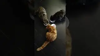 Обед у любимуш