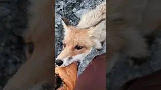 Покормил раненую лису 🦊🥺