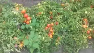 Сорт томатов Санька  и Ляна ,а также  Дебарао  Царский,Большая  девочка ,  Фатима