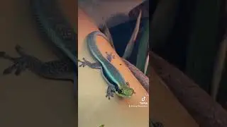 Neon day geckos / Phelsuma klemmeri 