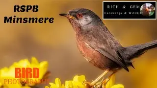 RSPB Minsmere Before Lockdown | Rich and Gem Wildlife and Landscape Photography Dartford Warbler