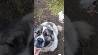 Кавказская овчарка атака СОКОЛА!!!#animal #animaldog