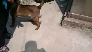 Puppy Bosco