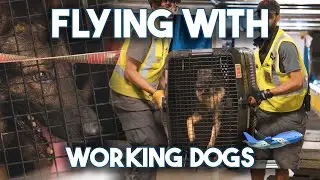 Flying my dogs to BC - Road to Nationals part 3