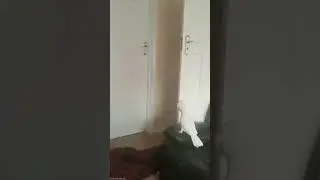 Непередаваемая реакция попугая на исчезновение хозяина.