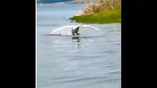 Swan Landing on Water Flare Slows down Wings Brake Feet. #NatureAndHeritage🐯. |Bird's Life| |Short|