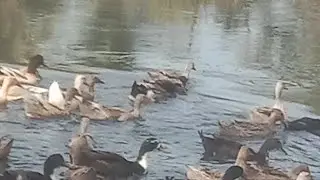 Village Creatures duck egg taking 🦆🥚🥚🦆🥚🦆🥚🦆🥚🦆🥚🦆