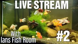 Live Stream with Ians Fish Room #2