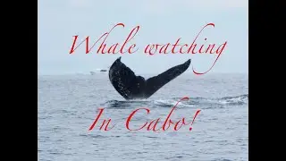 Whale Watching in the Sea of Cortez!