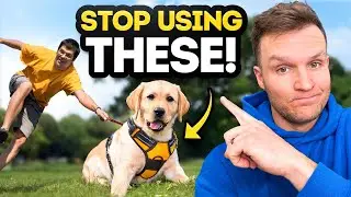 Why you should never use a harness to TRAIN your dog- No Bad Dogs Podcast