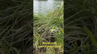 Утка сидит на яйцах в моем пруду
