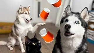 Dogs Put on a Circus! Three Huskies Guessing Where the Treats Are