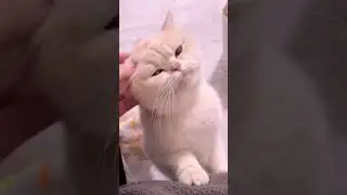 Happy cats 