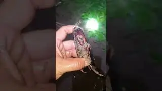 พาลูกๆไปจับปูนา หาอยู่หากินแบบวิถีไทบ้าน ปีนี้ปูนาหลายคัก