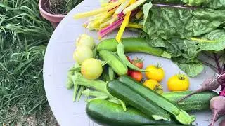 Today’s Harvest