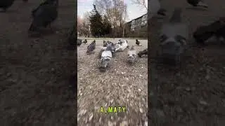 Алматы қаласы көреміз