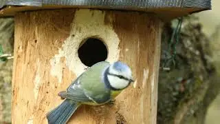 La mésange bleue Nidification partie 1