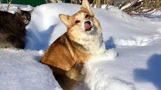 НАСТОЯЩАЯ ЗИМА ВЕСНОЙ✨СНЕЖНЫЙ ЛОТОК ДЛЯ ПИТОМЦЕВ