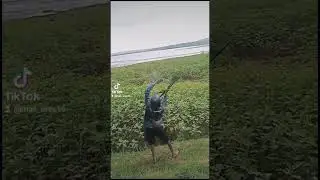loske bolo hasil pikir keri 