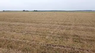 Журавли возле д. Тегерменево, Башкортостан, 31.08.2021