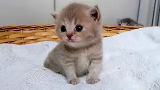 Kittens First Taste of Real Food… Lulu SHAKES From Joy! 😻🍽️ Subtitles