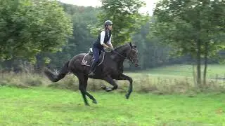 All Night 3yo trak. stallion FOR SALE