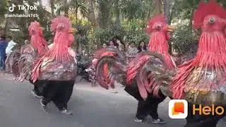 Kukra   hai  gk
