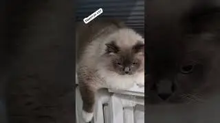 Суббота это😸 #рекомендации #шортс #смешныевидео #shorts #приколы #юмор #кот #топ #тренд #популярное