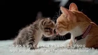 Early in the Morning/Cliff Richard /한글가사